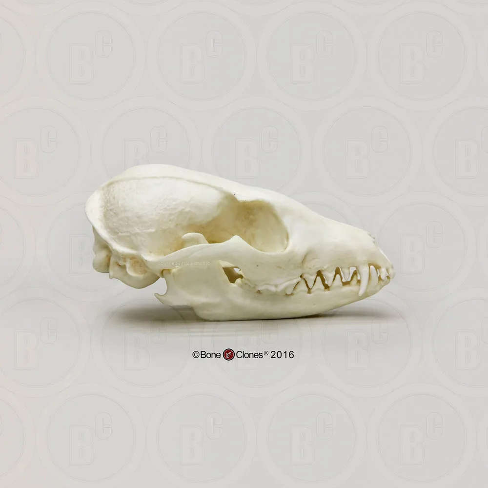 Fox Skull (Gray Fox) Cast Replica - Urocyon cinereoargenteus #BC-144E